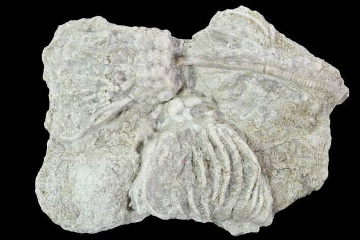 Two Crinoid (Rhodocrinites) Fossils on Rock - Gilmore City, Iowa #102970